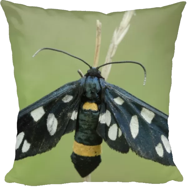 Nine-spotted moth -Amata phegea-