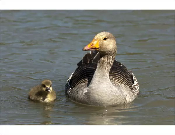 Greylag Goose -Anser anser-, with a chick, Camargue, France, Europe