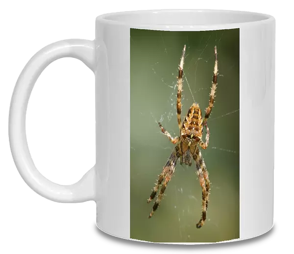 Diadem spider, Cross spider, European garden spider -Araneus diadematus-, habitat Europe