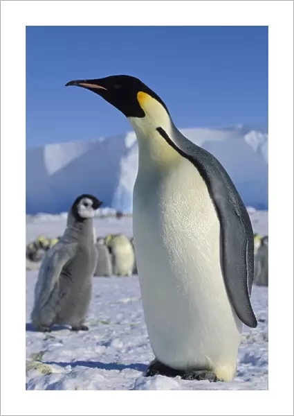 Emperor penguin -Aptenodytes forsteri- with chick on ice shelf, Weddell Sea, Antarctica