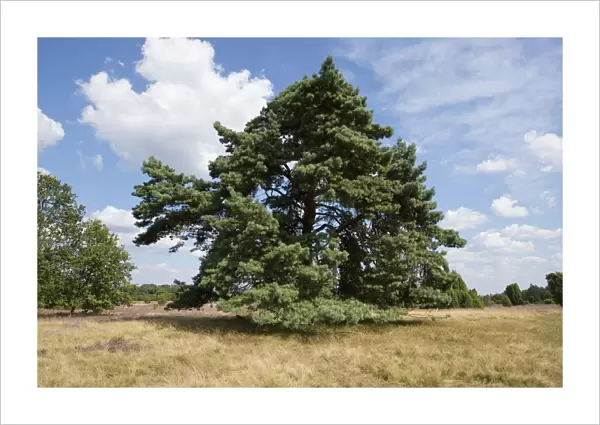 Scots Pine -Pinus sylvestris-, Luneburg Heath Nature Park, Lower Saxony, Germany