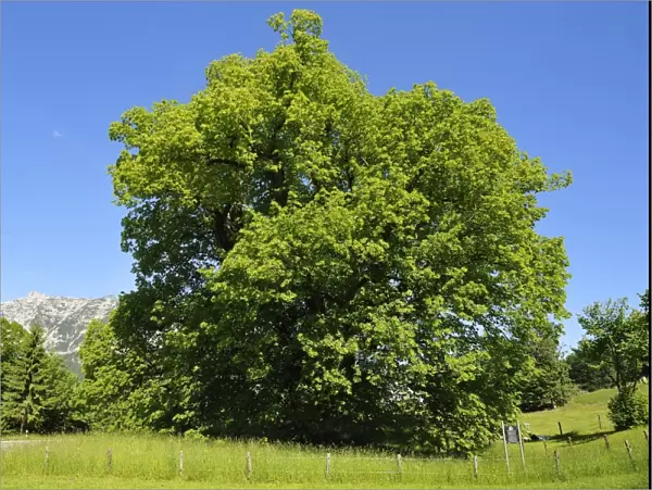 Hindenburg-Linde, lime tree, 1100 years, Large-leaved Lime -Tilia platyphyllos-, height 30m, girth 11. 5m, Ramsau bei Berchtesgaden, Berchtesgadener Land District, Upper Bavaria, Bavaria, Germany