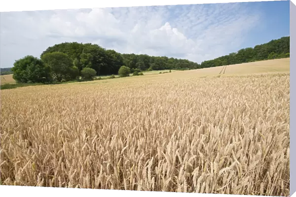 Wheat field, Thuringia, Germany