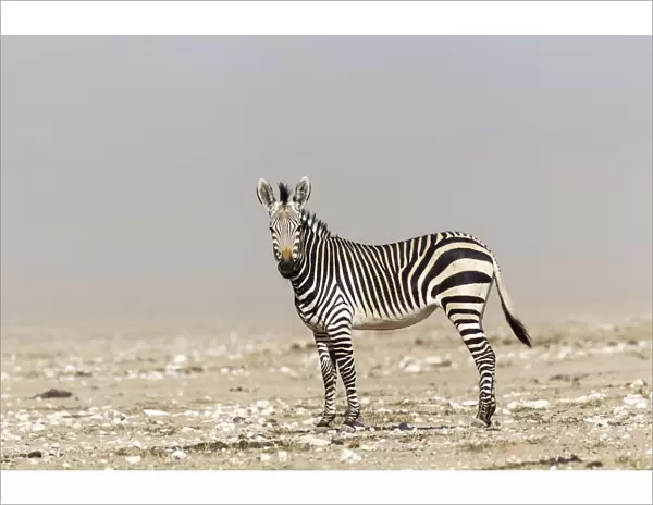 Mountain Zebra -Equus zebra-, Etosha National Park, Namibia