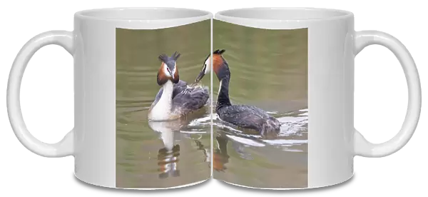 Great Crested Grebe -Podiceps cristatus-, family, feeding chick in plumage, North Hesse, Hesse, Germany