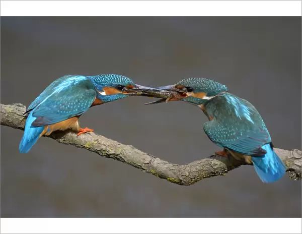 Kingfishers -Alcedo atthis-, male passing little fish on to female, courtship feeding, Swabian Alb biosphere reserve, Baden-Wurttemberg, Germany