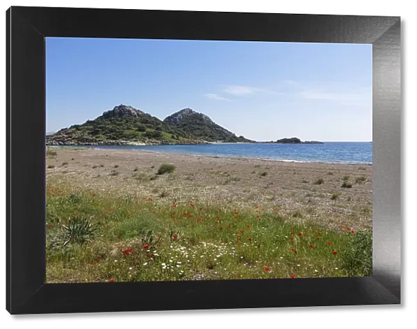 Flowers at Gebekum beach, Datca, Datca Peninsula, Mugla Province, Aegean, Turkey