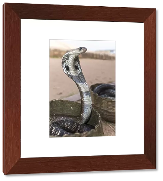Indian Cobra, Asian Cobra or Spectacled Cobra -Naja naja-, Pettigalawatta Region, Southern Province, Sri Lanka