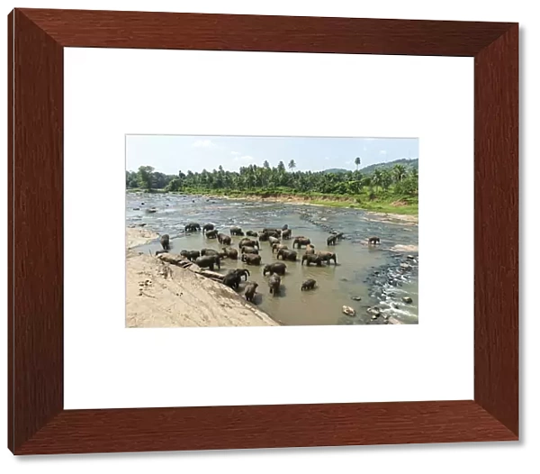 Group of Asian Elephants -Elephas maximus- by the river, Pinnawala, Sabaragamuwa province, Sri Lanka