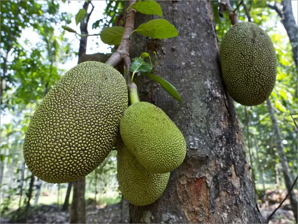 Jackfruit or Jack Tree -Artocarpus heterophyllus-, fruit growing on the tree, Peermade, Kerala, India
