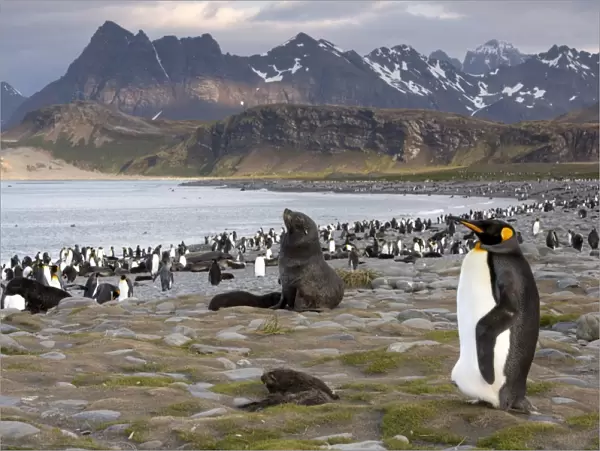 King Penguin -Aptenodytes patagonicus- and an Antarctic Fur Seal -Arctocephalus gazella- in a King Penguin colony, Salisbury Plain, South Georgia and the South Sandwich Islands, United Kingdom
