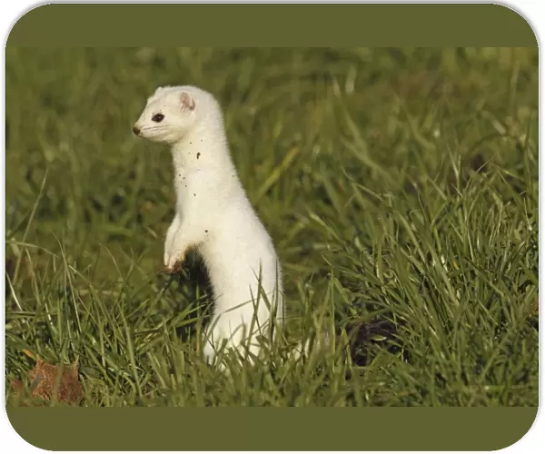 Stoat, Ermine or Short-tailed weasel -Mustela erminea-, winter fur, Allgau, Bavaria, Germany