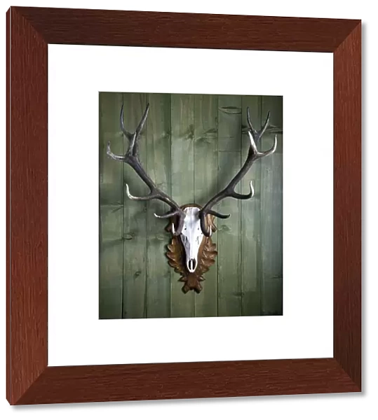 Hunting trophy, 14-point-antlers, mounted red deer antlers on a wooden wall