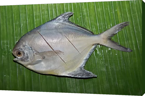 Silver pomfret fish on a banana leaf