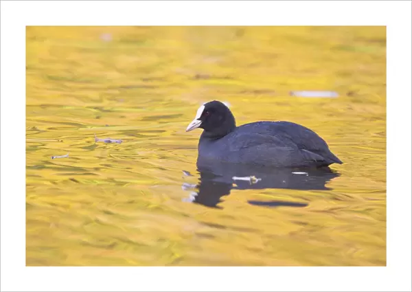 Common Coot -Fulica atra- on water, North Hesse, Hesse, Germany