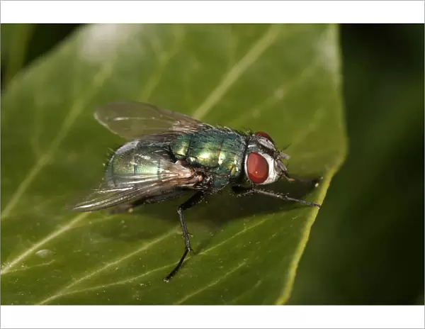 Green Bottle Fly -Lucilia sp. -, female, Untergroeningen, Baden-Wuerttemberg, Germany, Europe