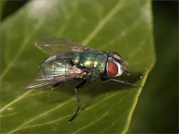 Green Bottle Fly -Lucilia sp. -, female, Untergroeningen, Baden-Wuerttemberg, Germany, Europe