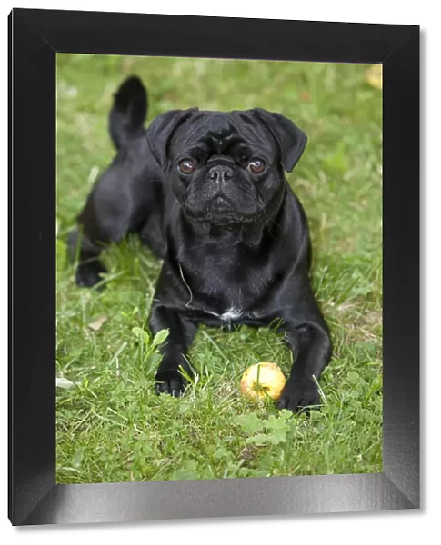 Black Pug lying on the grass and eating an apple