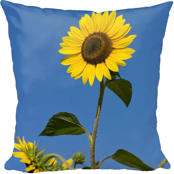 Sunflowers -Helianthus annuus- against a blue sky, Stuttgart, Baden-Wuerttemberg, Germany, Europe