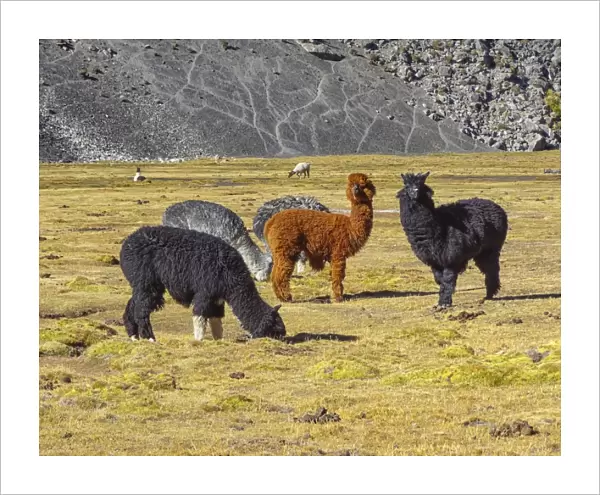 Group of Alpacas -Vicugna pacos-, Bolivian plateau, Altiplano, Bolivia