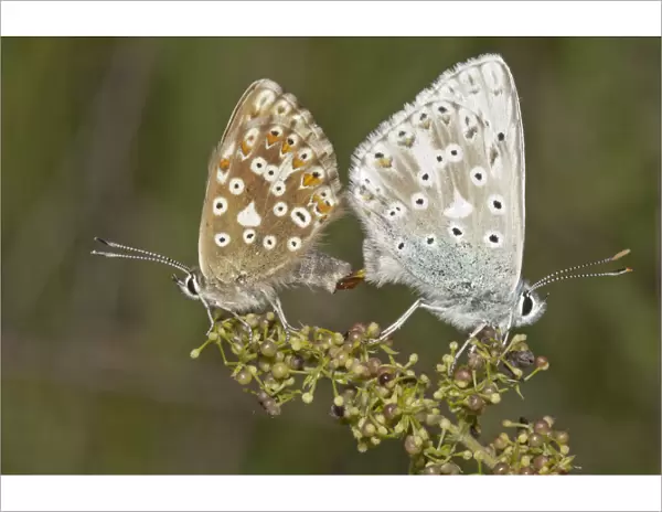 Chalkhill Blue butterflies -Lysandra coridon-, copula, left female, right male, Neresheim, Baden-Wuerttemberg, Germany, Europe