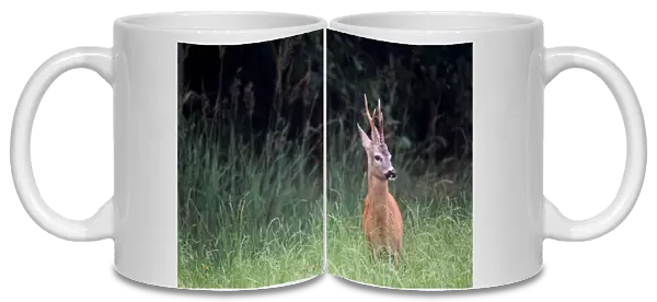 Roe deer -Capreolus capreolus-, male, standing in tall grass, Allgaeu, Bavaria, Germany, Europe