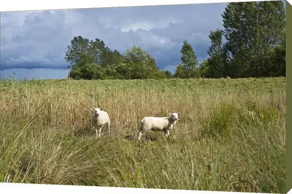 Sheep in the salt marsh nature reserve, Hohwacht Bay, Behrensdorf, Baltic Sea, Schleswig-Holstein, Germany, Europe