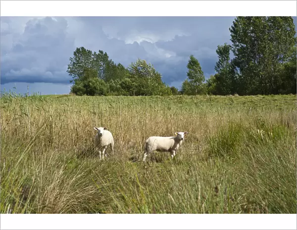 Sheep in the salt marsh nature reserve, Hohwacht Bay, Behrensdorf, Baltic Sea, Schleswig-Holstein, Germany, Europe