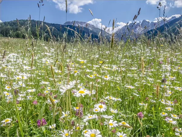 Meadow with daisies -Leucanthemum vulgare- at Axamer Lizum, Mt Kalkkoegel at back, Tyrol, Austria, Europe
