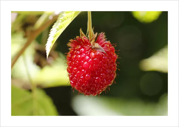 The extremely rare, endemic Hawaiian Raspberry, Hawaiian name Akala -Rubus hawaiiensis-, found in Volcanoes National Park, Big Island of Hawaii, USA