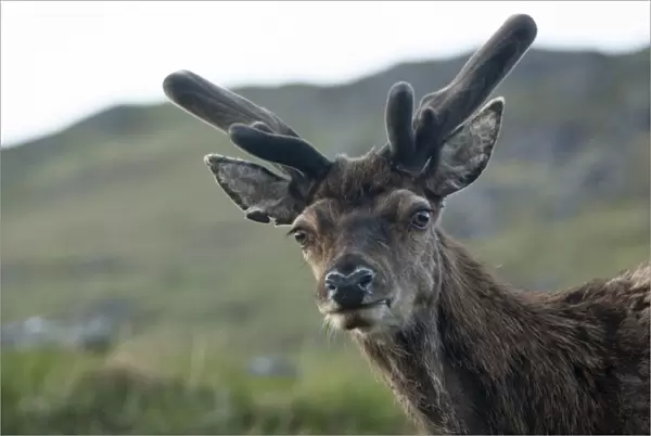 Red Deer -Cervus elaphus-, Highlands, Scotland, United Kingdom