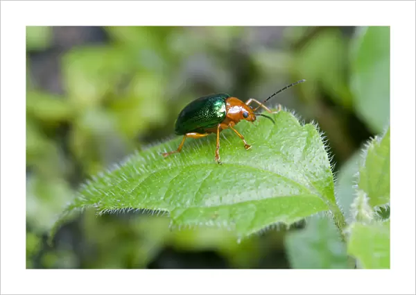 Dogbane Leaf beetle -Chrysochus auratus-, Tandayapa region, Andean mist rainforest, Ecuador, South America