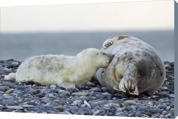 Grey Seal -Halichoerus grypus-, pup is nursed by mother seal, Helgoland, Schleswig-Holstein, Germany