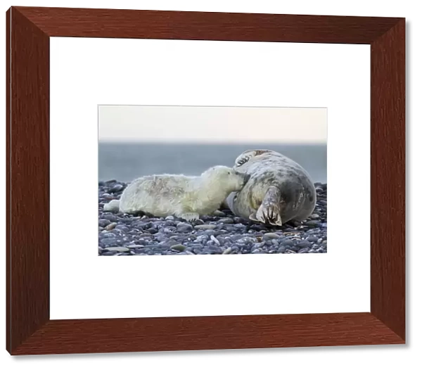 Grey Seal -Halichoerus grypus-, pup is nursed by mother seal, Helgoland, Schleswig-Holstein, Germany