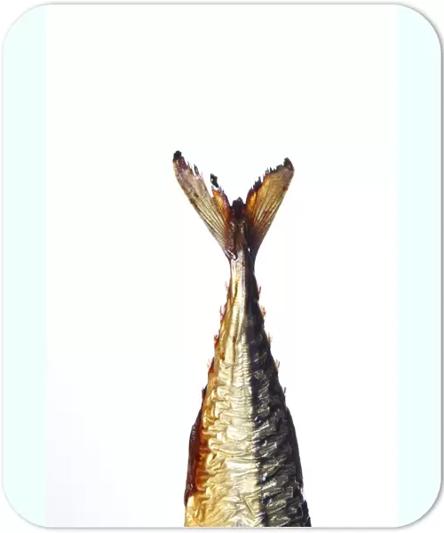 Tail of a smoked Mackerel -Scomber scombrus-