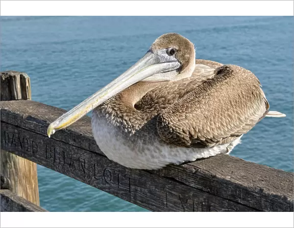 Brown Pelican -Pelecanus occidentalis-, Oceanside, San Diego, California, United States