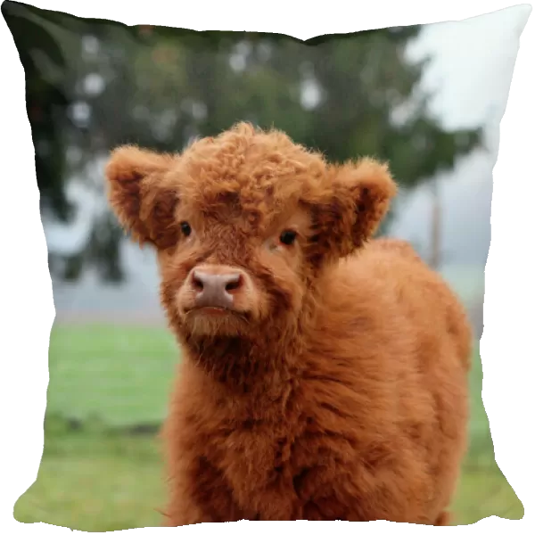 Scottish Highland cattle -Bos primigenius f. taurus- calf, Allgaeu, Bavaria, Germany, Europe