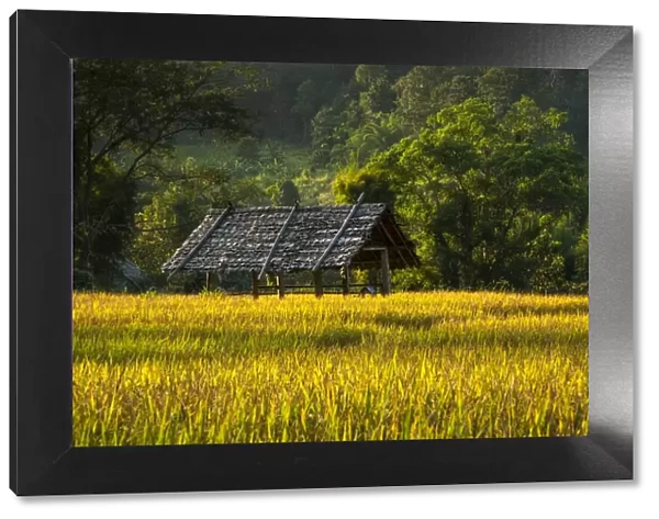 Sun shelter, paddy field, Pang Mapha or Soppong region, Mae Hong Son province, northern Thailand, Thailand, Asia