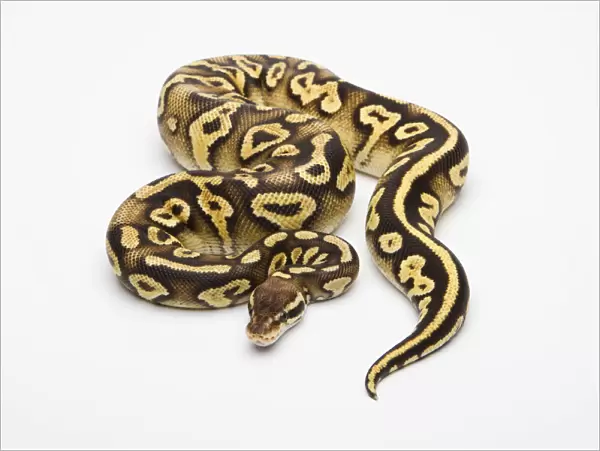 Pastel Phantom Yellow Belly Ball Python or Royal Python -Python regius-, female