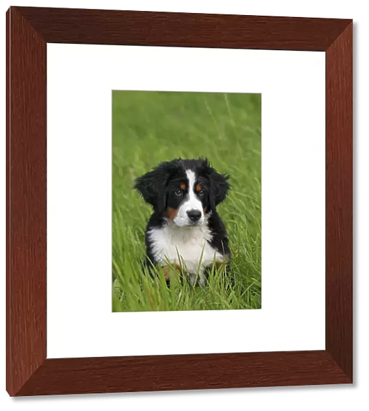 Bernese Mountain Dog -Canis lupus familiaris-, puppy, portrait