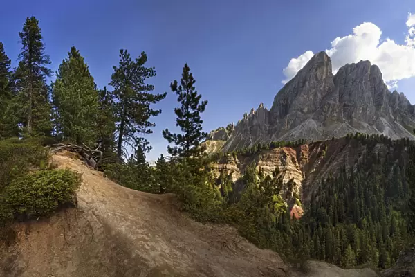 Panoramic view at Mt Peitlerkofel, Sasso delle Putia, with mountain forest and trail at Wuerzjoch, Passo delle Erbe, Villnoess, Funes, Dolomites, South Tyrol, Italy, Europe