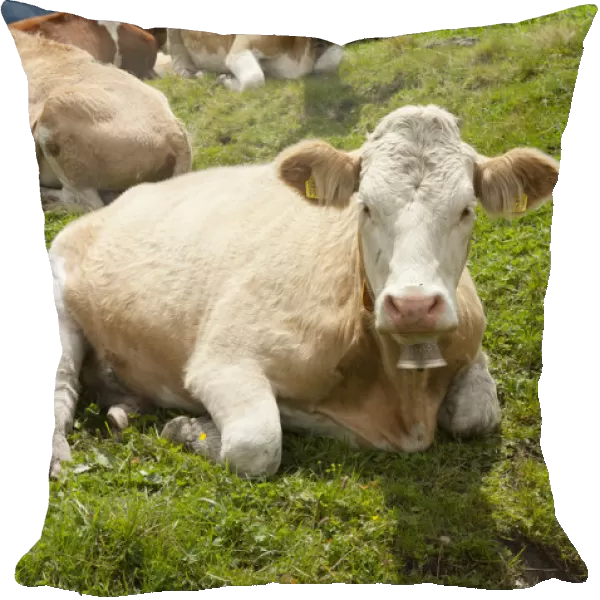 Ruminating cows -Bos primigenius taurus-, traditional farming, mountain farming, green pasture, Schwarzwaldalp near Grindelwald, Bernese Oberland, Canton of Bern, Alps, Switzerland, Europe