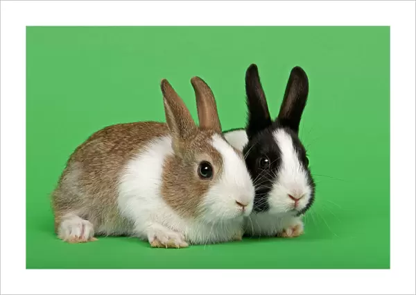 Two Dutch rabbits