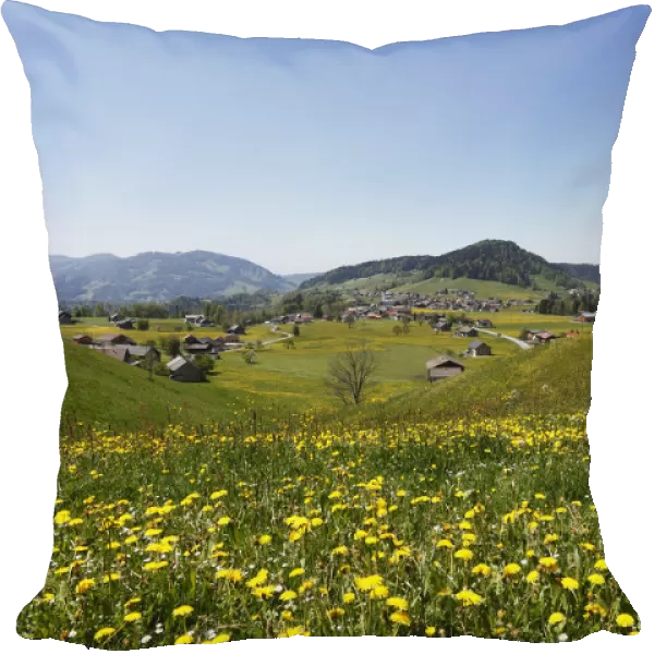 Dandelion meadow, Hittisau, Bregenzerwald region, Vorarlberg, Austria, Europe
