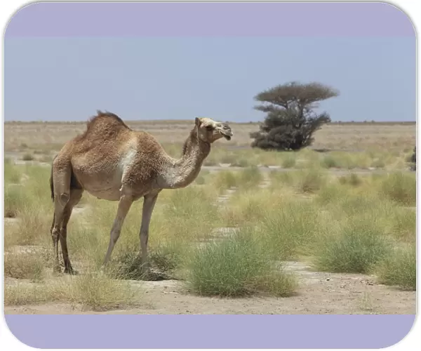 Dromedary -Camelus dromedarius-, living in the wild, Ibri, Az Zahira, Oman