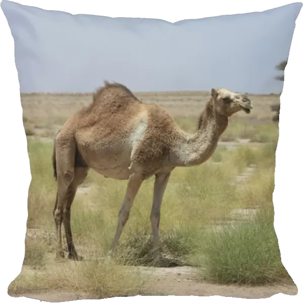 Dromedary -Camelus dromedarius-, living in the wild, Ibri, Az Zahira, Oman
