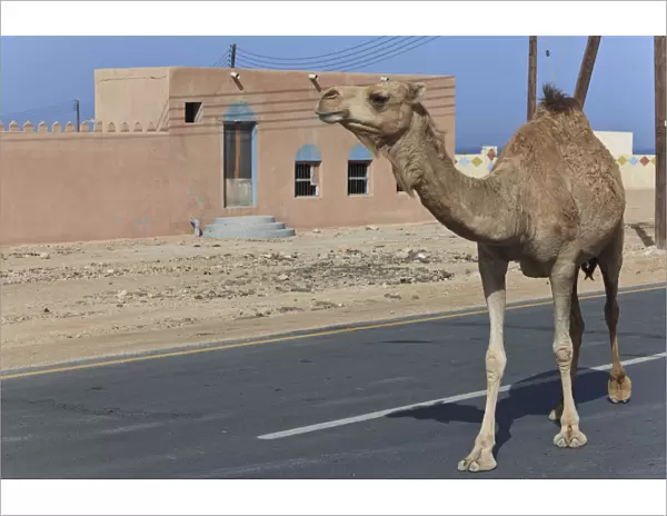 Dromedary -Camelus dromedarius- on a road, Quirat, Masqat, Oman