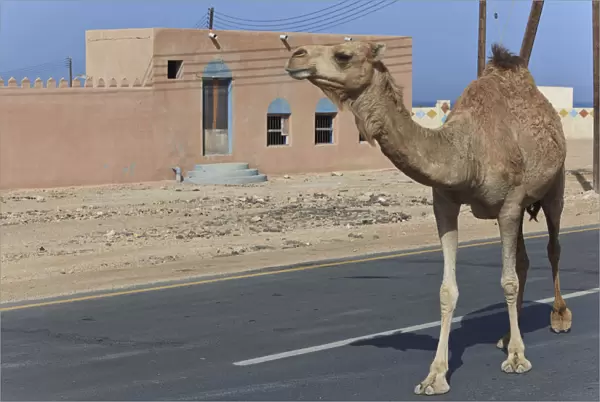 Dromedary -Camelus dromedarius- on a road, Quirat, Masqat, Oman