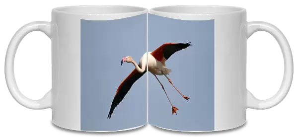 Greater Flamingo -Phoenicopterus roseus-, landing, Camargue, France, Europe