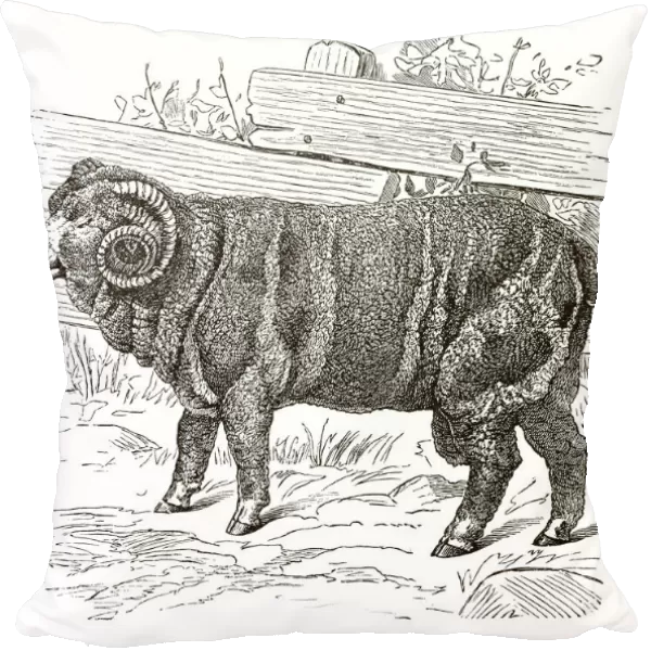 Copper engraving, Merino sheep